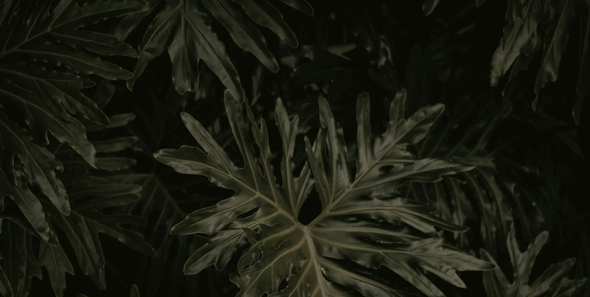 A close up of a plant with lots of leaves.