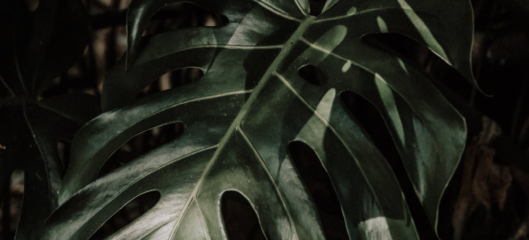 Zoomed in photo of a Monstera leaf