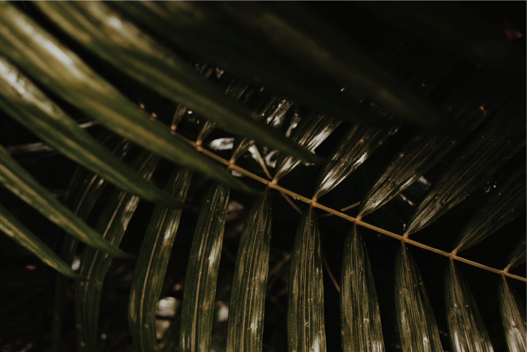 Background image of green plants wet from rain