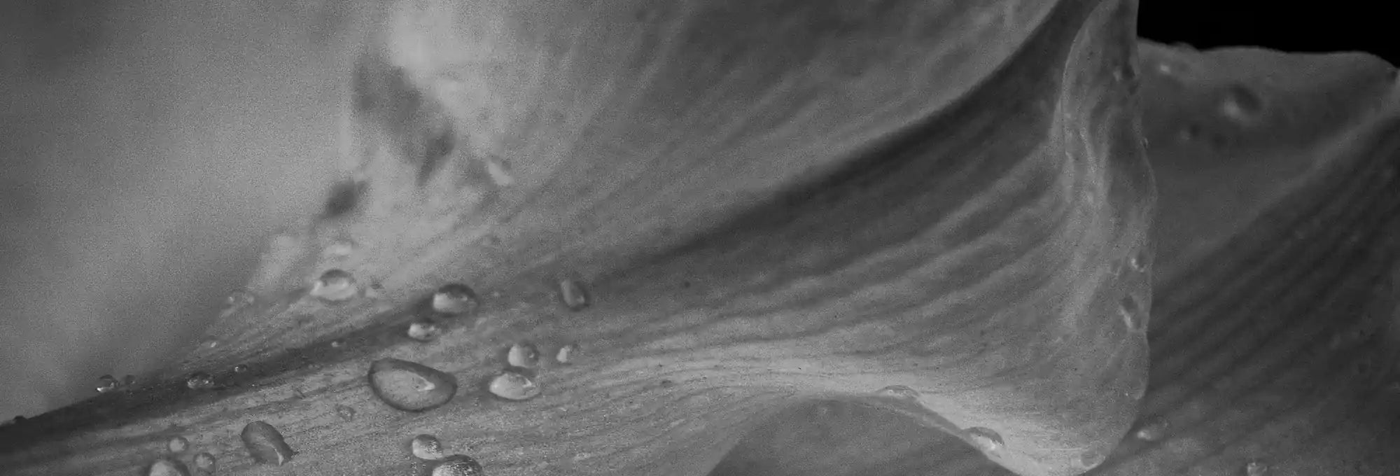 A close up of a flower with drops of water on it.