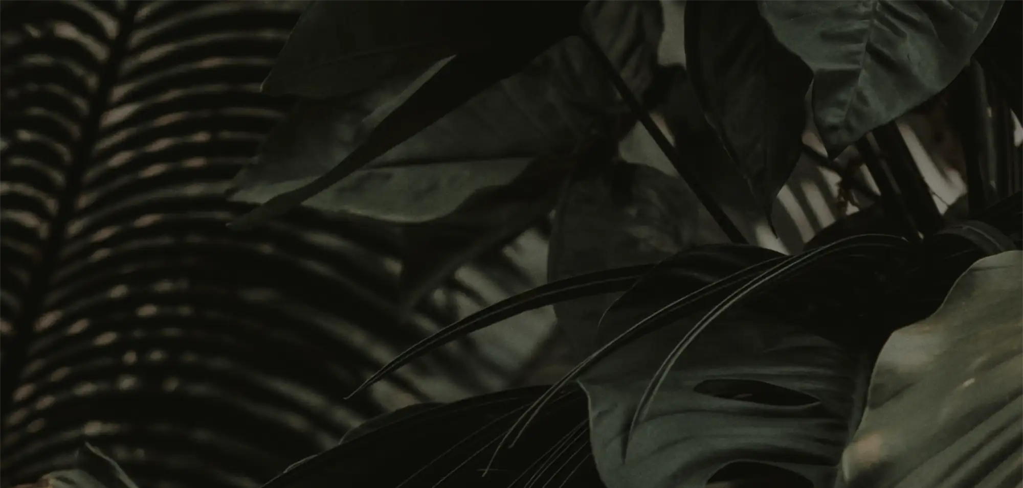 A close up of a plant with leaves.
